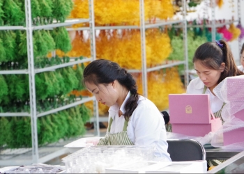 “梦之草”保真花